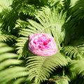 Flower Vagina
